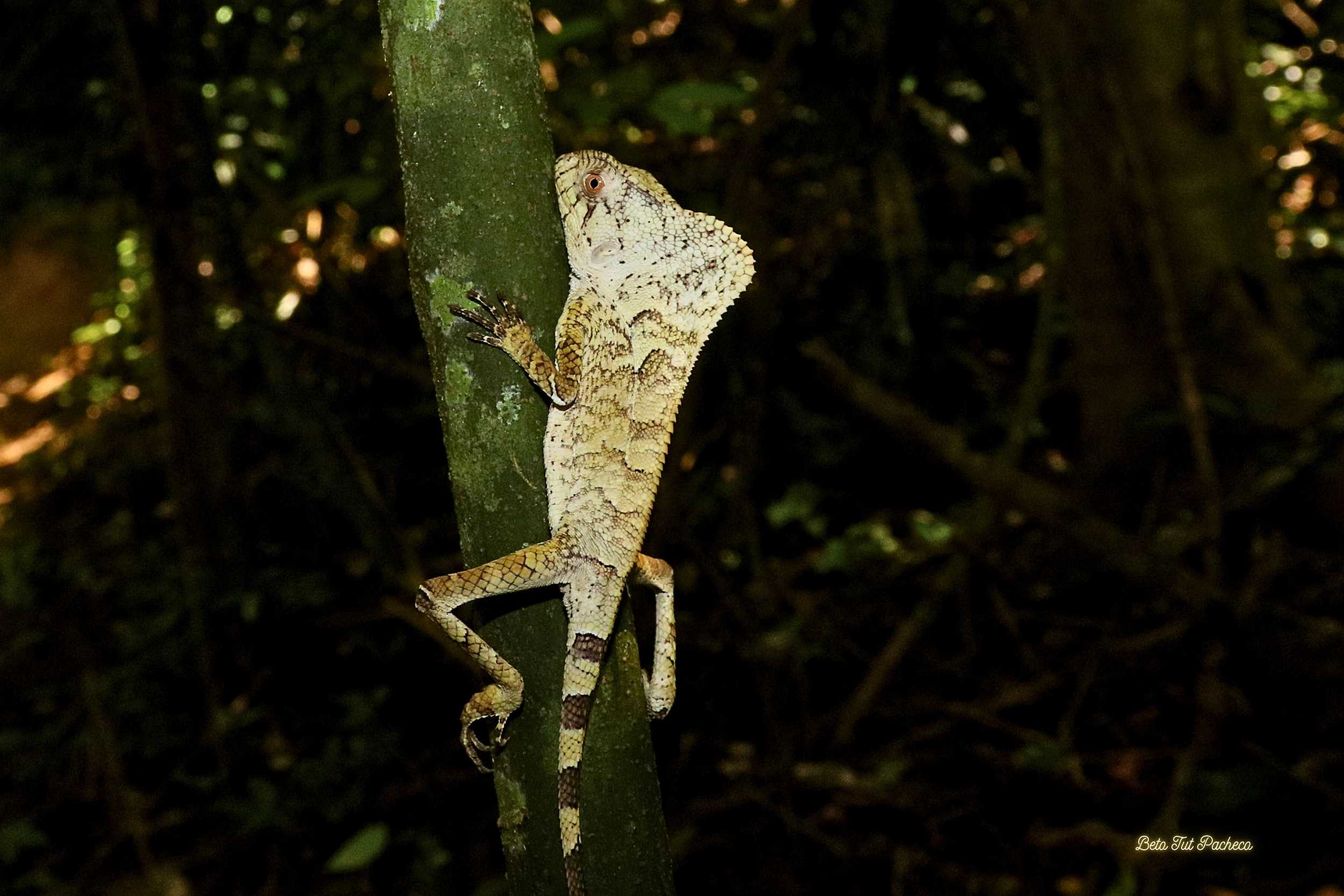 Corytophanes cristatus: Maestro del camuflaje